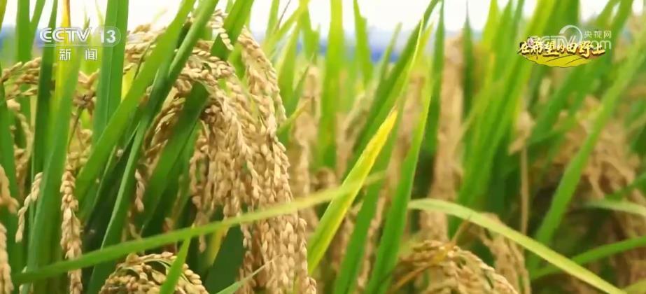 皇冠菠菜游戏